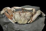 Fossil Crab (Macrophtalmus) Mounted On Rock - Madagascar #130630-1